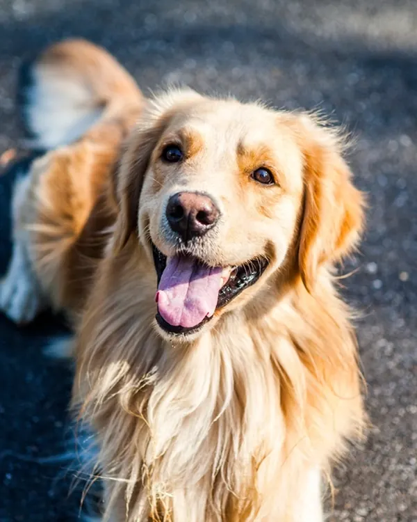 Went out for one walk. Came back a different dog.